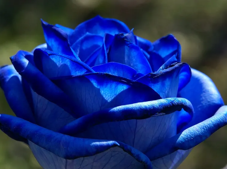 I parassiti delle rose 