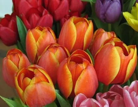 I Tulipani