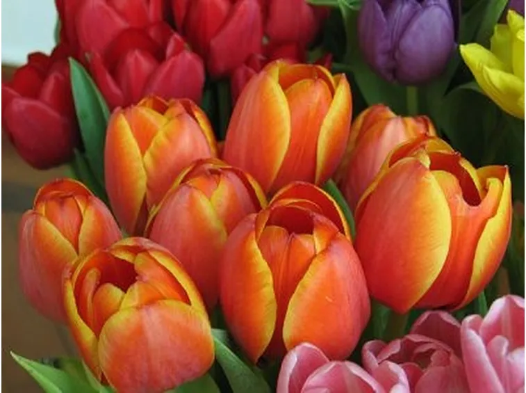 I Tulipani