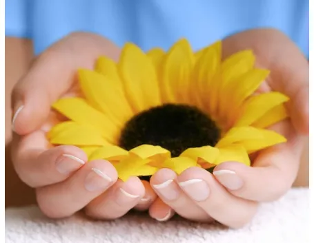 Il fiore del girasole