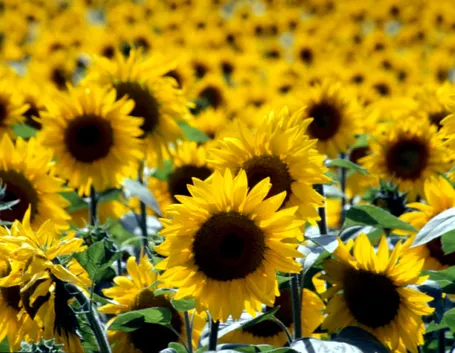 Il girasole come portatore di luce