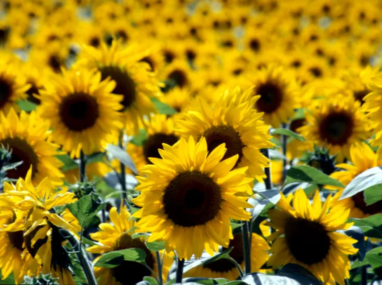 Il girasole come portatore di luce