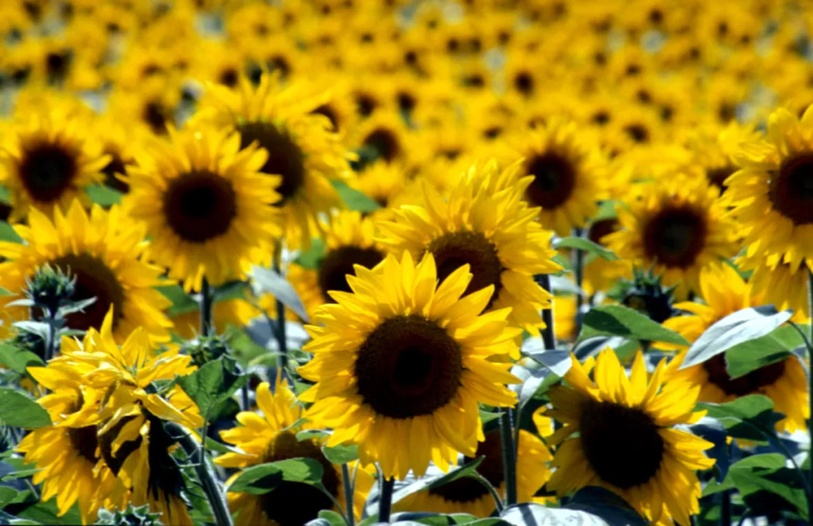 Il girasole come portatore di luce