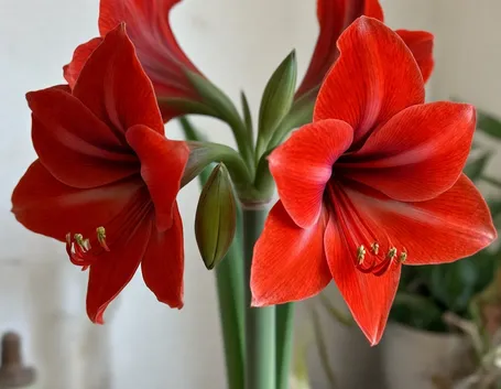 il regalo inaspettato