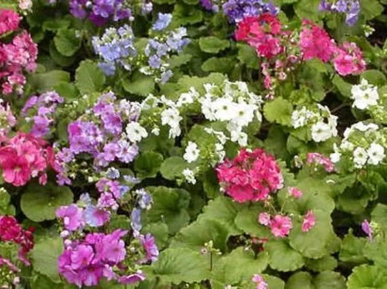 il segreto dei fiori