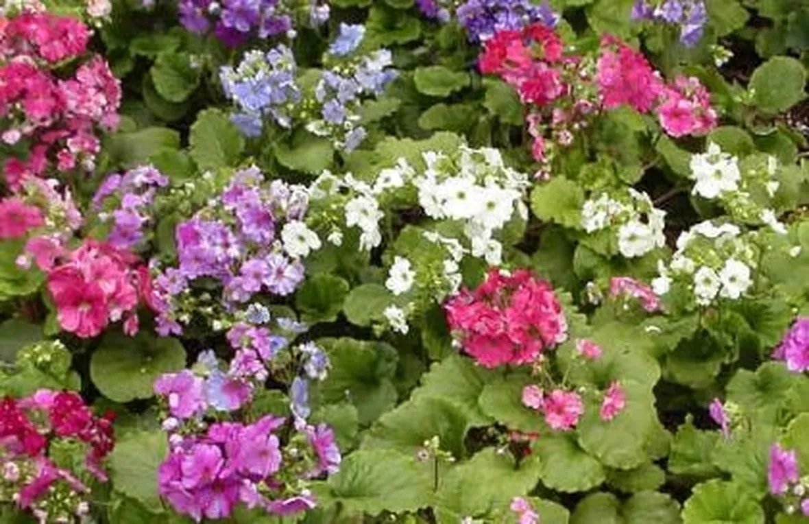 il segreto dei fiori