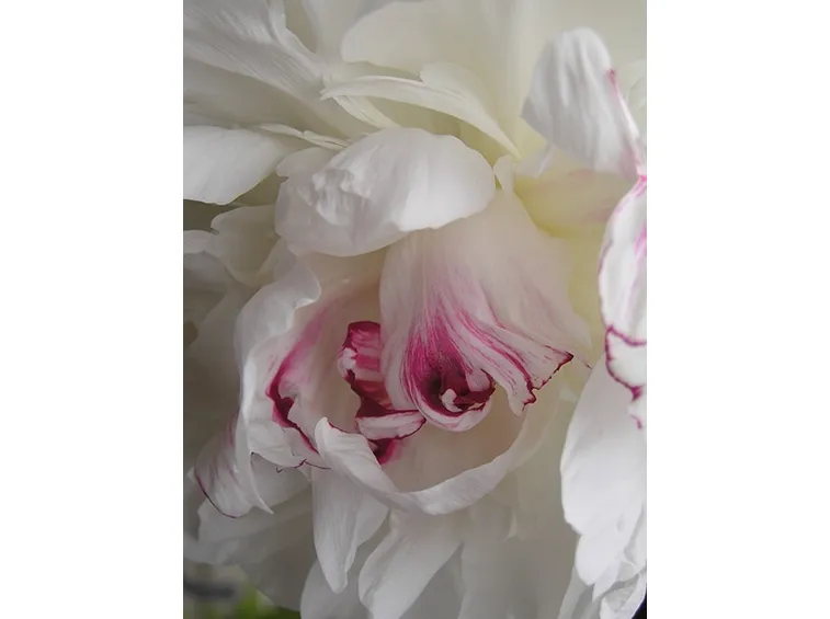 immagini di fiori