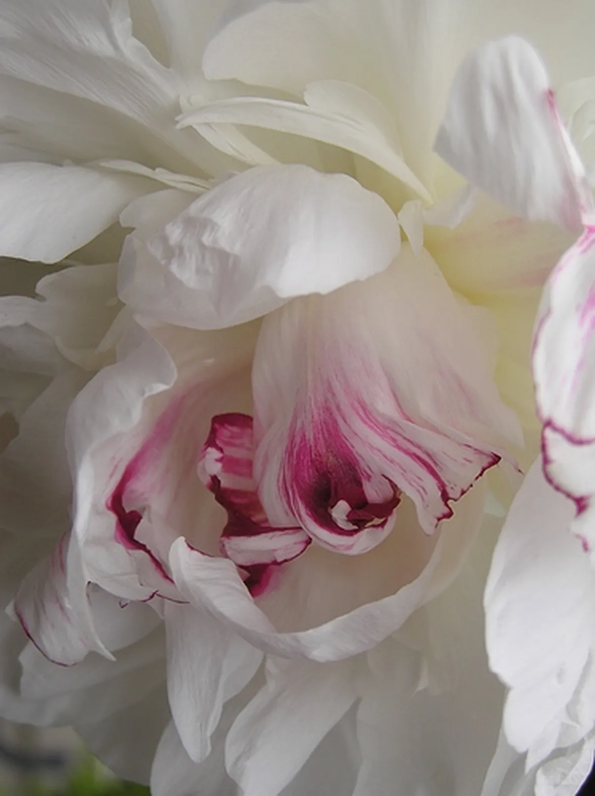 immagini di fiori