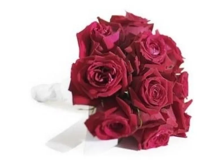 immagini di rose