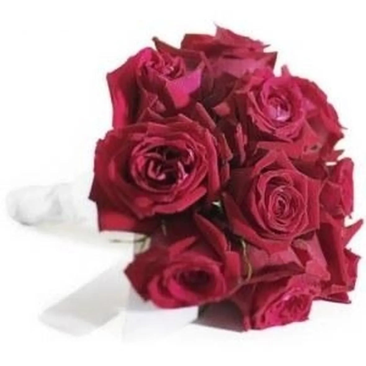 immagini di rose