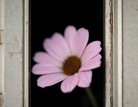 immagini fiori