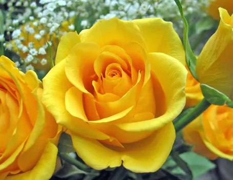 Insetti o parassiti animali che colpiscono le Rose