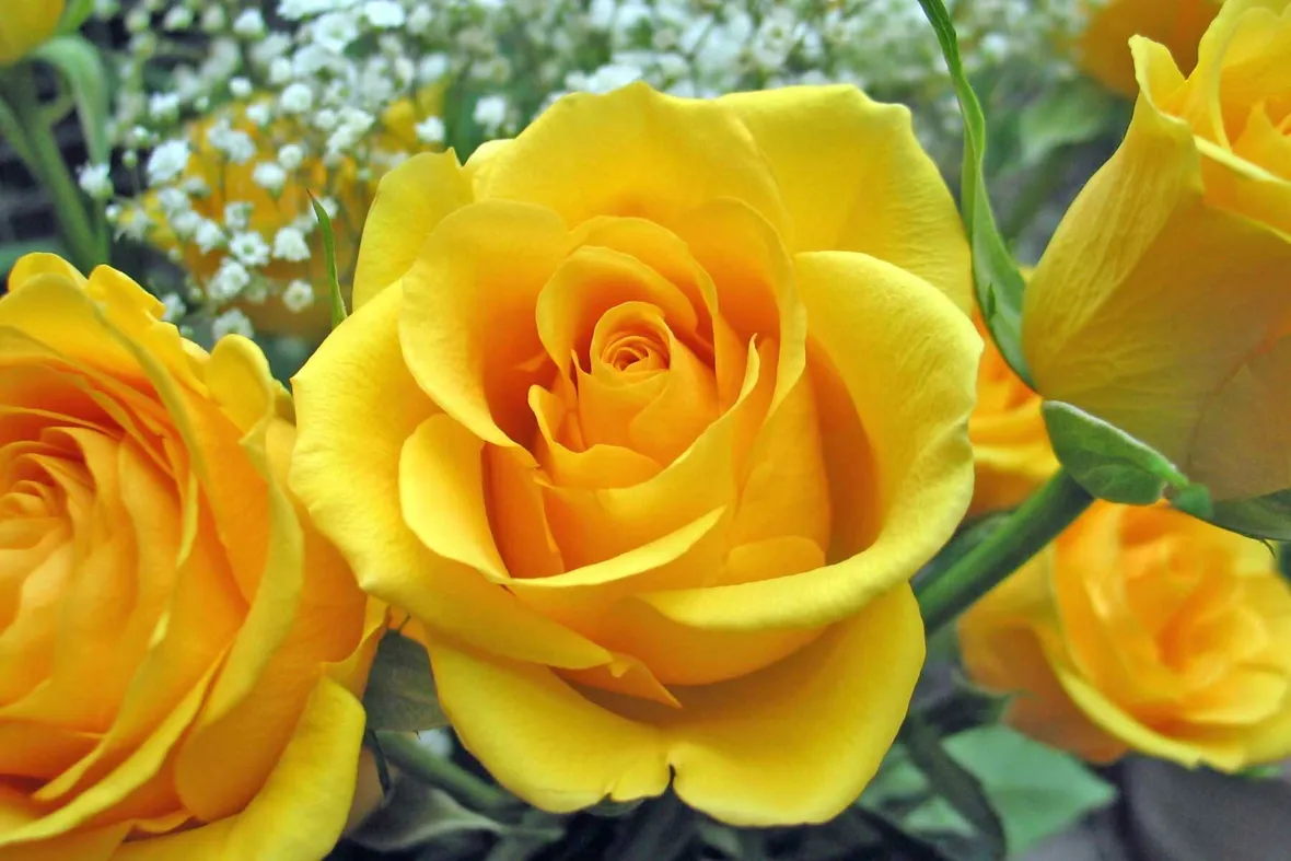 Insetti o parassiti animali che colpiscono le Rose