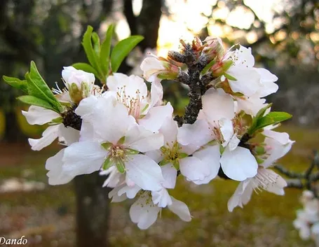 inviare fiori a Barletta