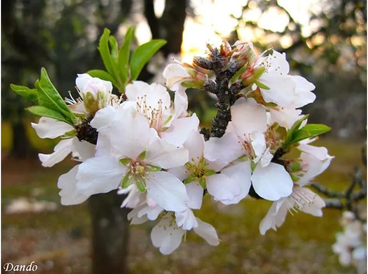 inviare fiori a Barletta