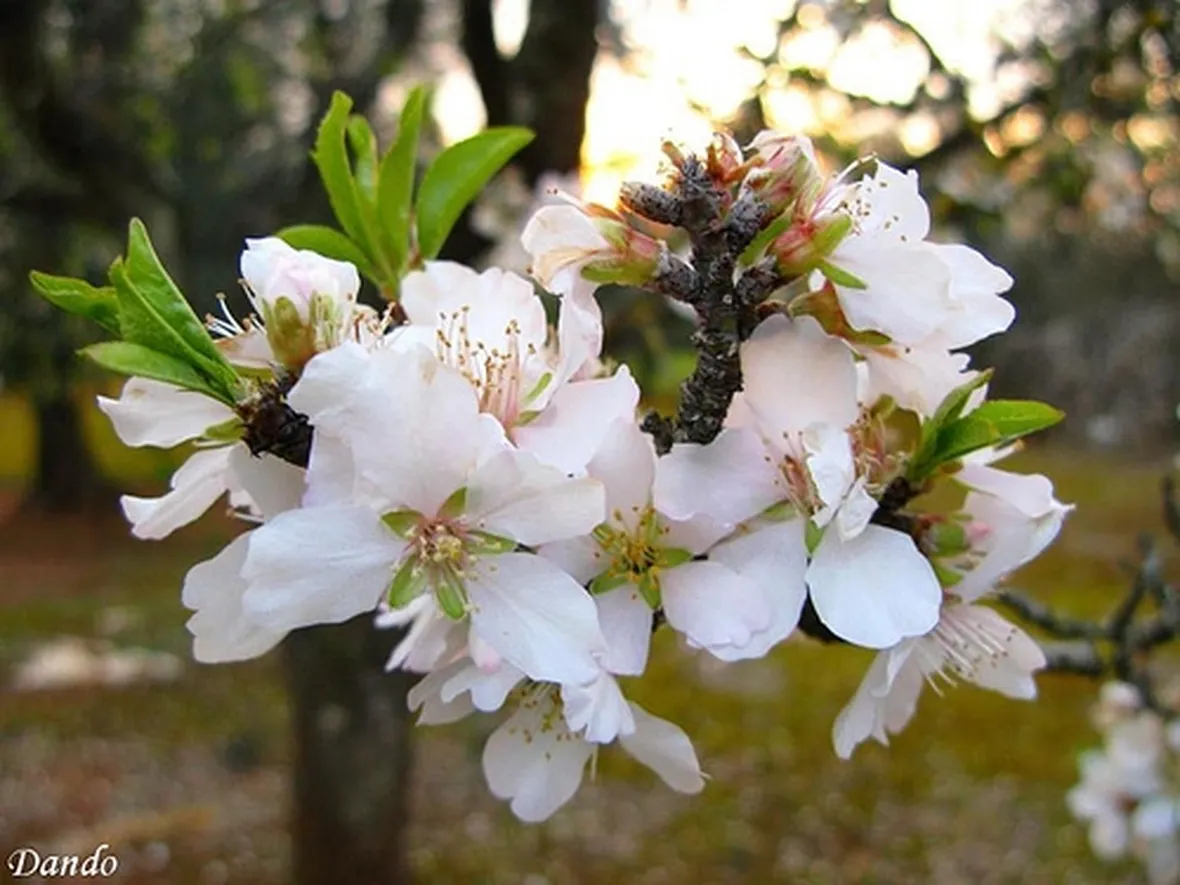 inviare fiori a Barletta