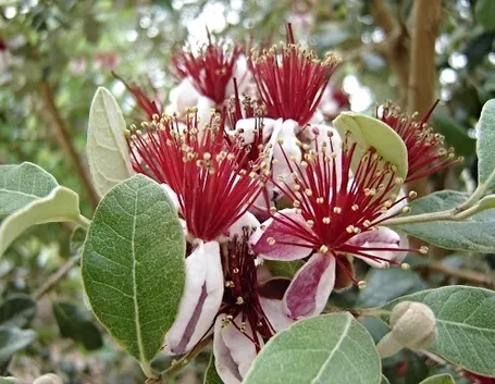 inviare fiori a Catanzaro