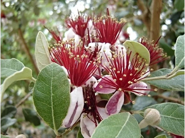 inviare fiori a Catanzaro