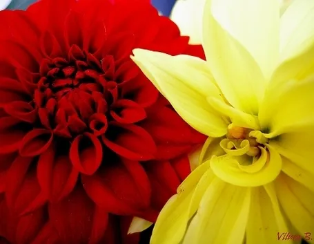 inviare fiori a Lecce