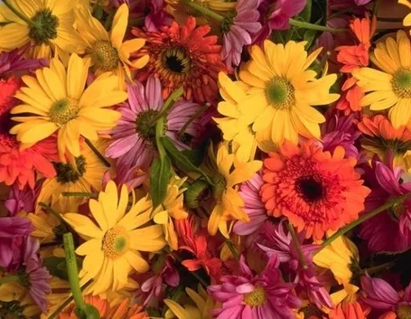 inviare fiori a Pisa