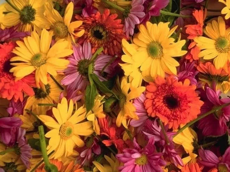 inviare fiori a Pisa