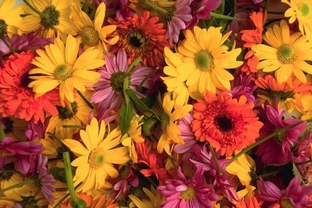 inviare fiori a Pisa