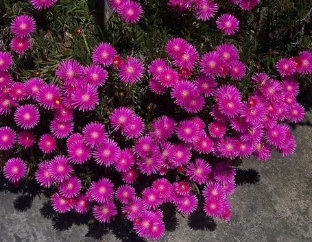 inviare fiori a Torre del Greco