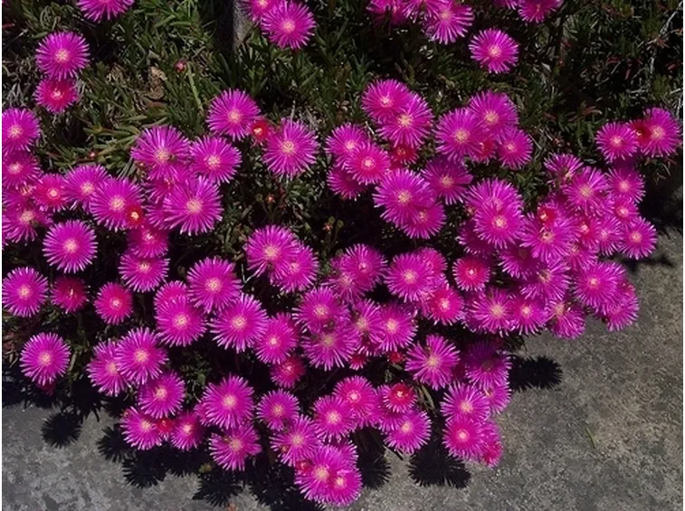 inviare fiori a Torre del Greco