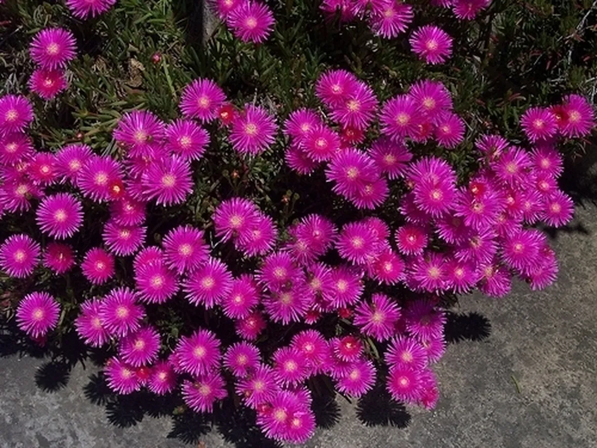 inviare fiori a Torre del Greco