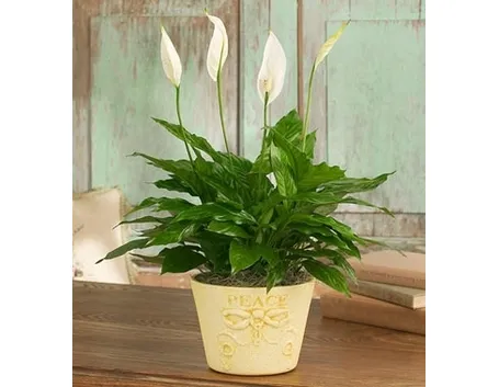 inviare fiori Cinisello Balsamo