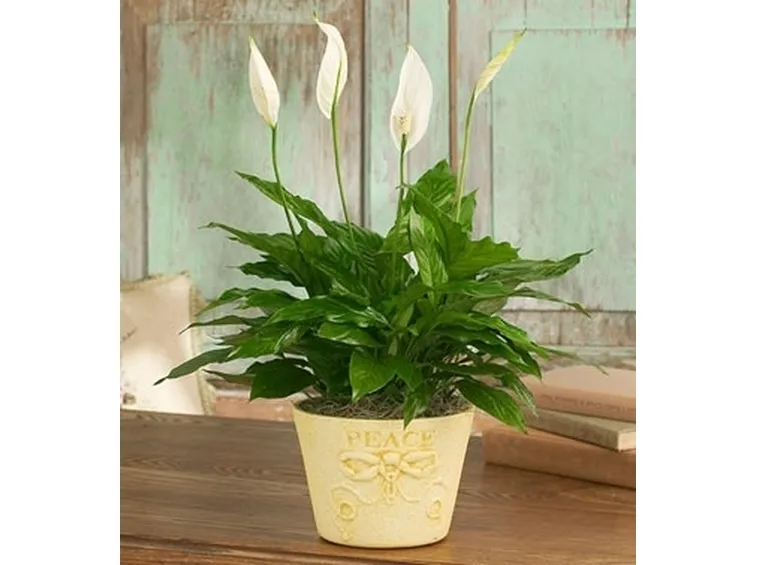 inviare fiori Cinisello Balsamo