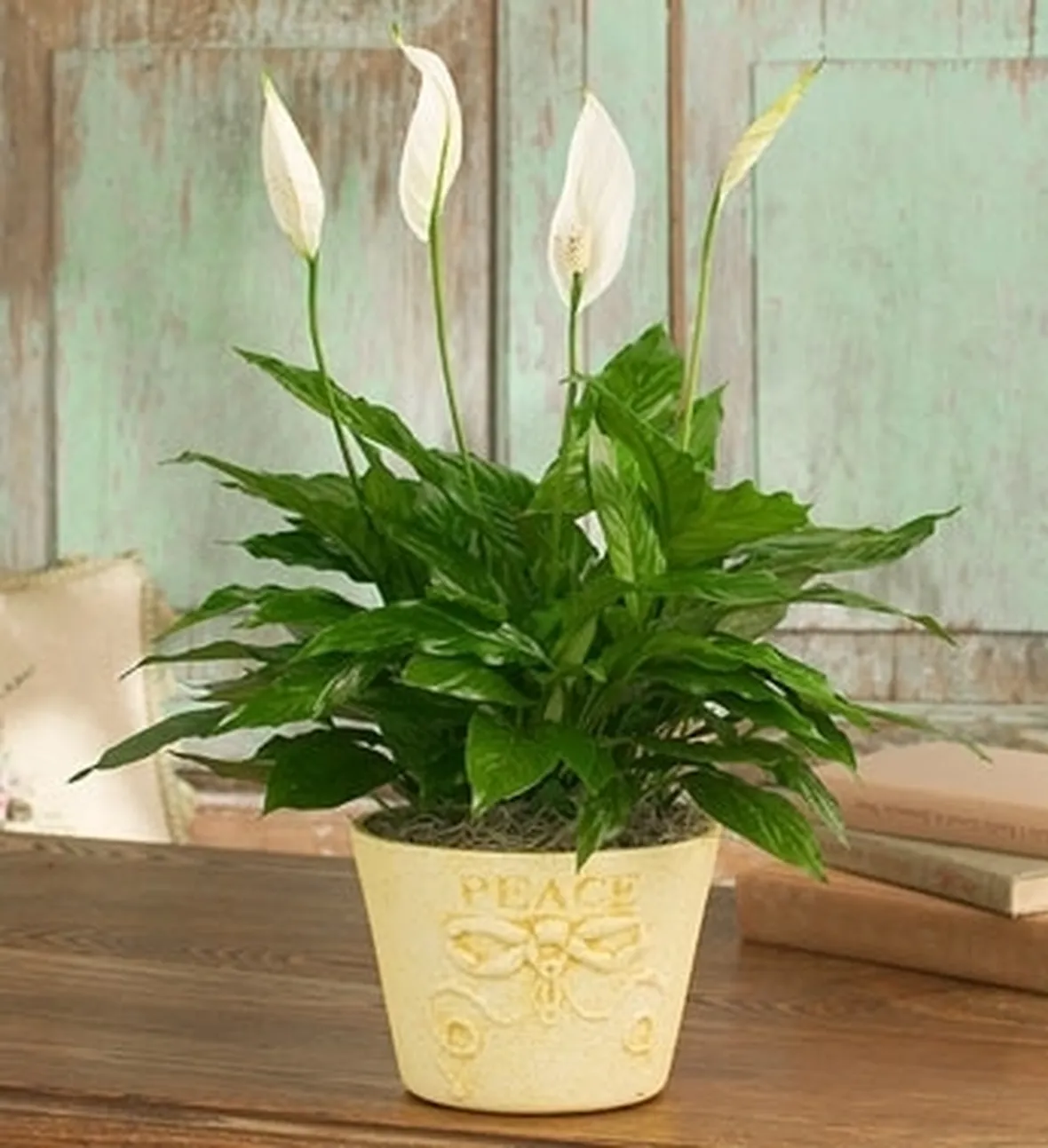 inviare fiori Cinisello Balsamo