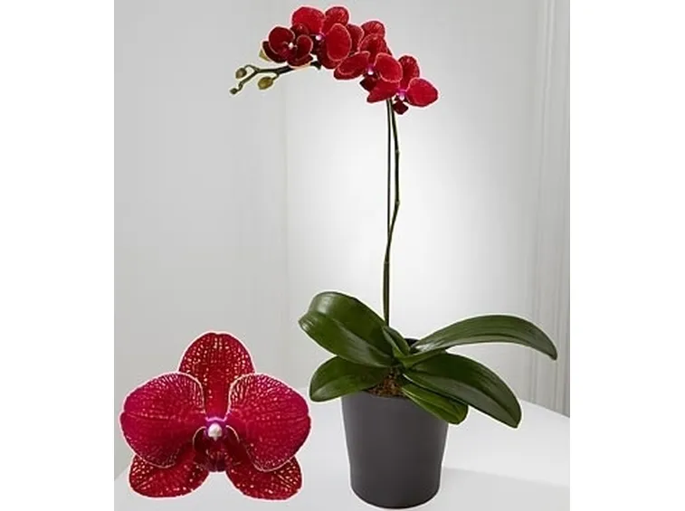 inviare fiori Firenze