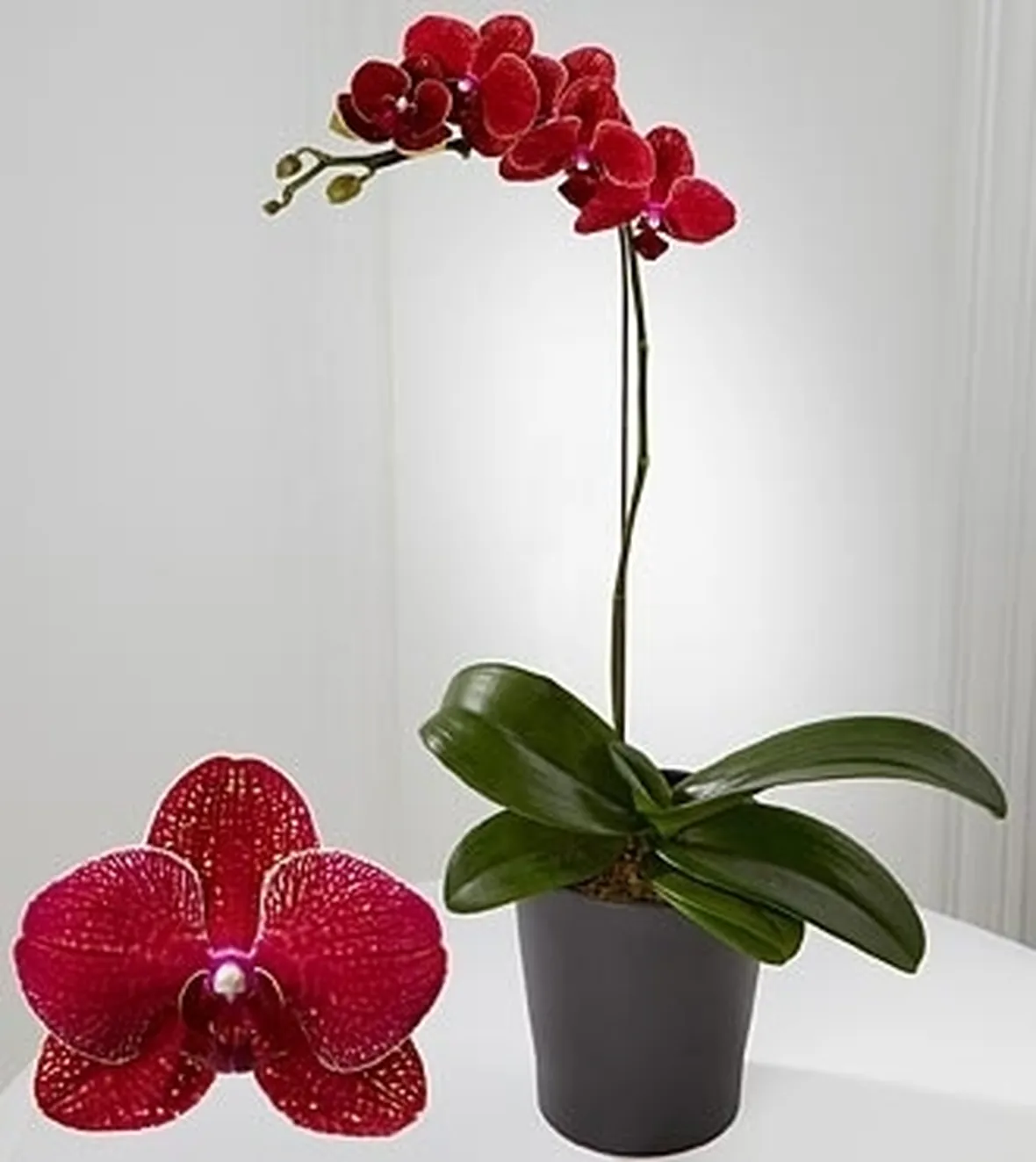 inviare fiori Firenze