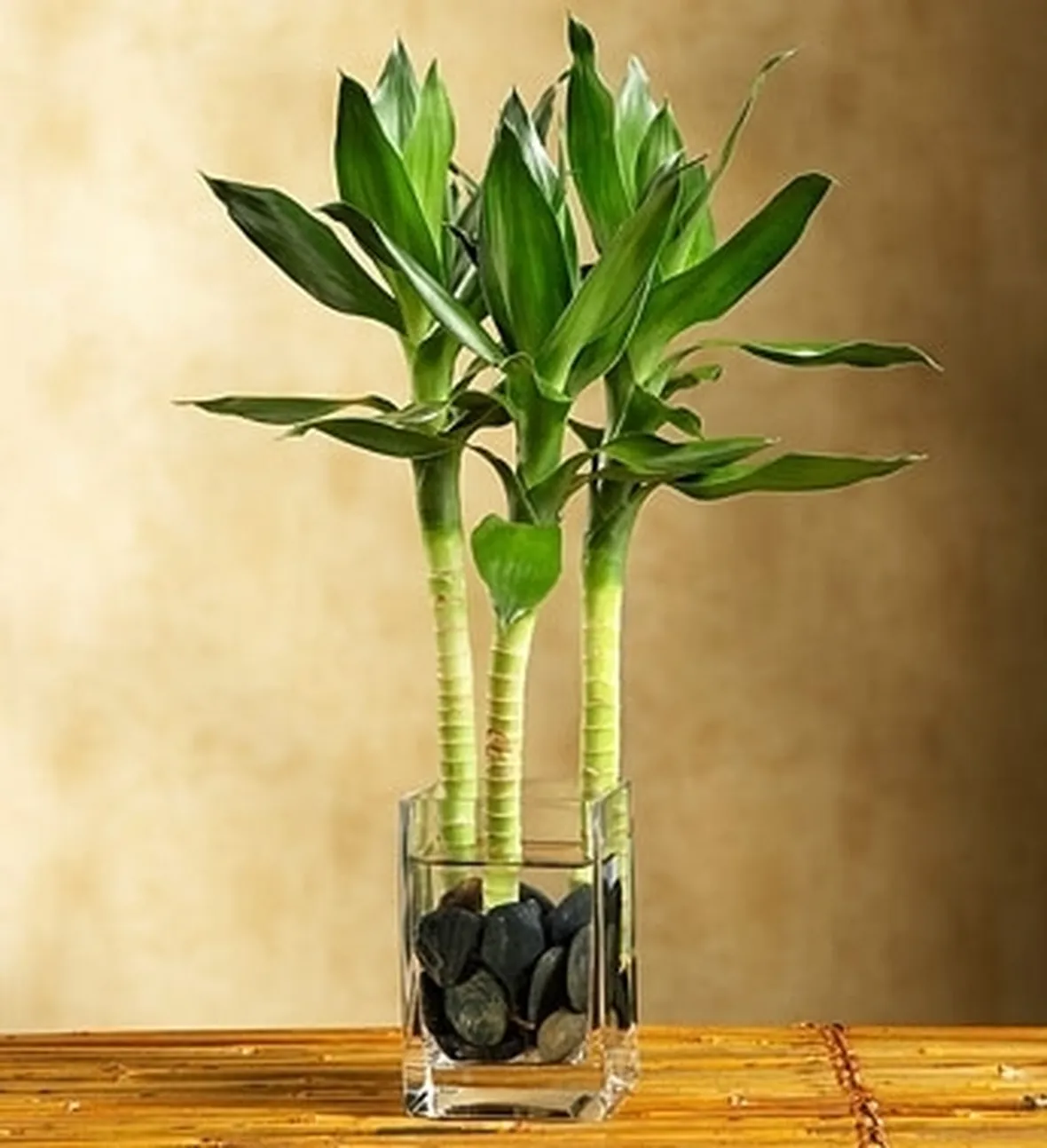 inviare fiori L'Aquila
