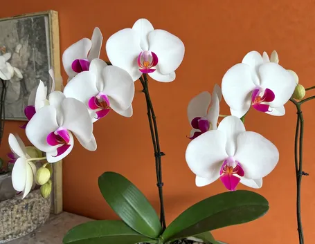 invio dei fiori per la festa della donna
