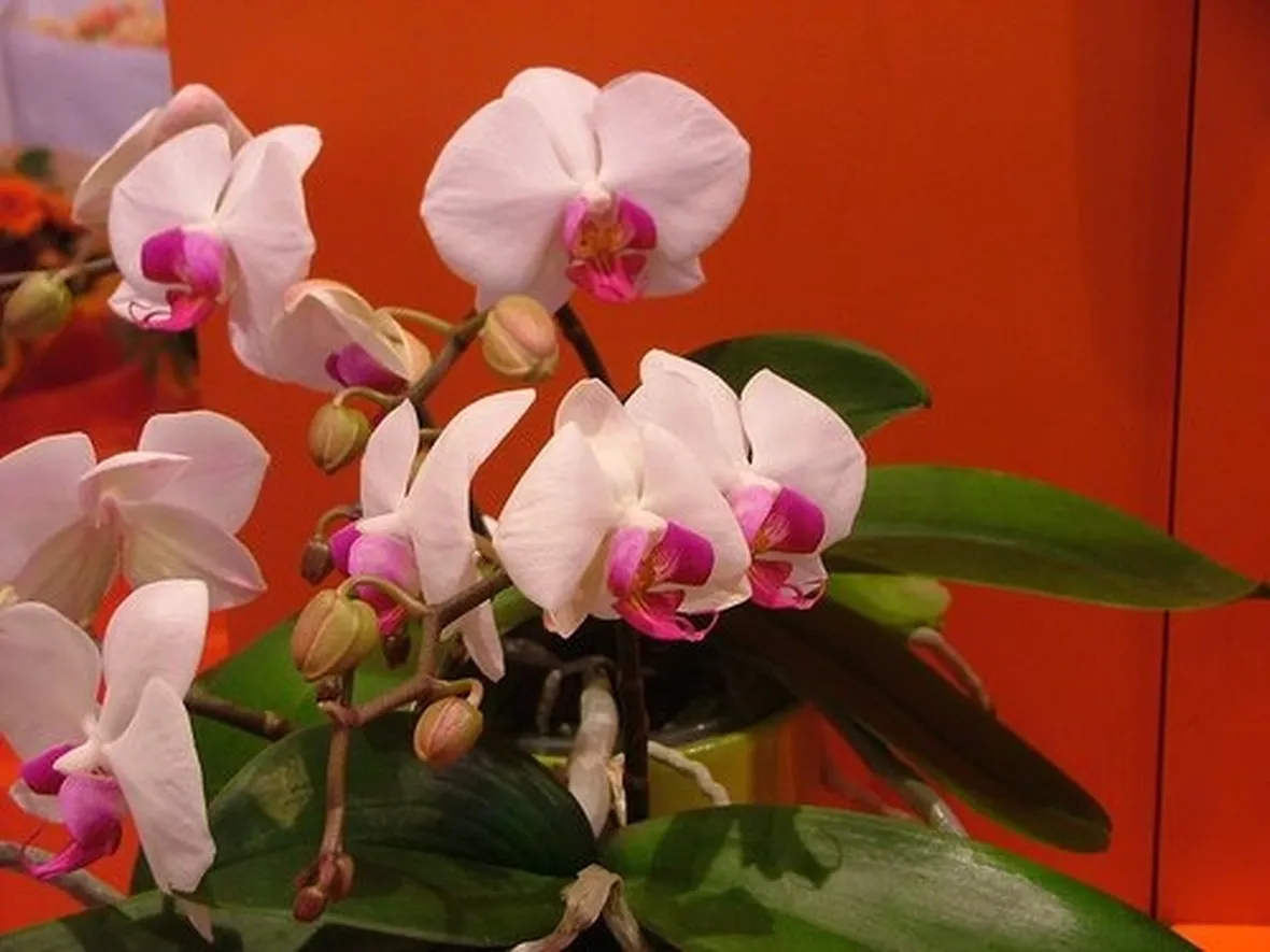 invio dei fiori per la festa della donna