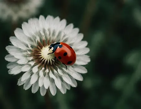 invio fiori La Spezia