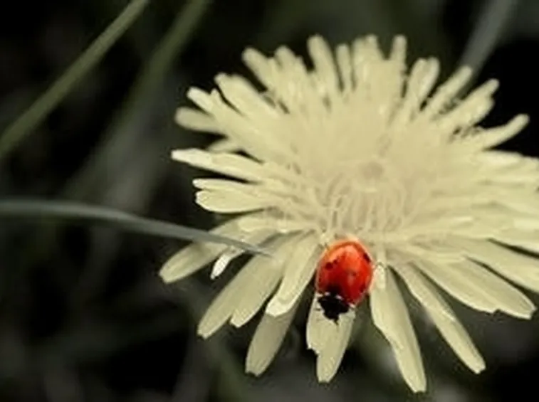 invio fiori La Spezia