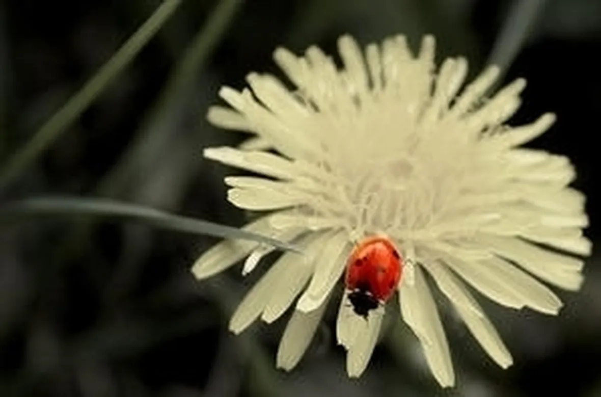 invio fiori La Spezia