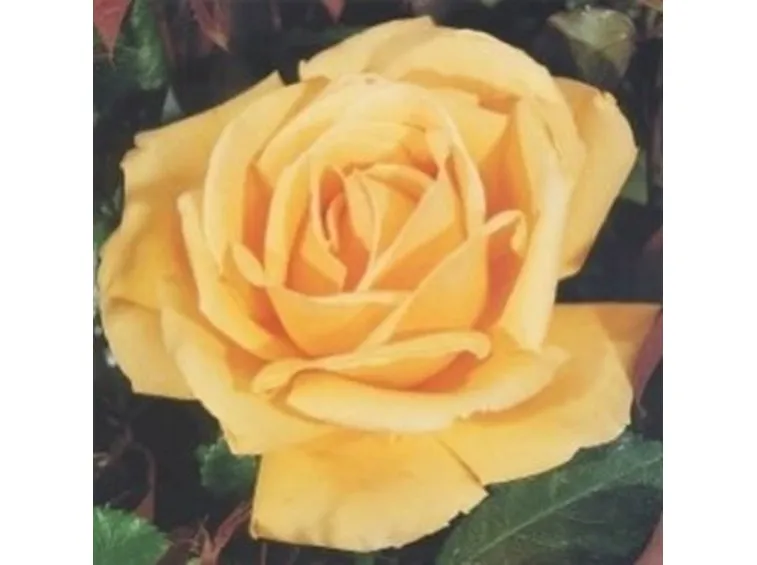 invio fiori per amicizia