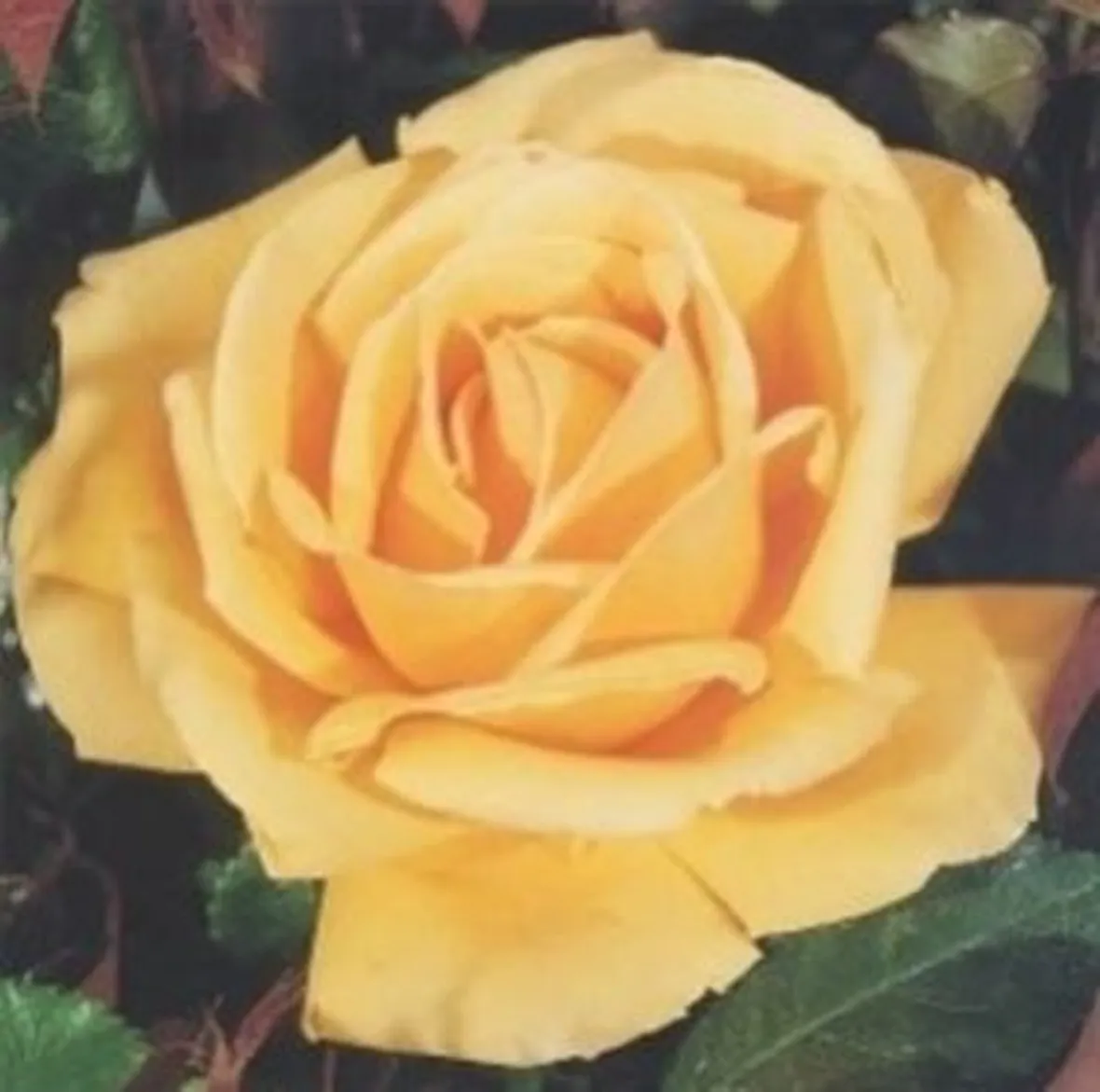 invio fiori per amicizia