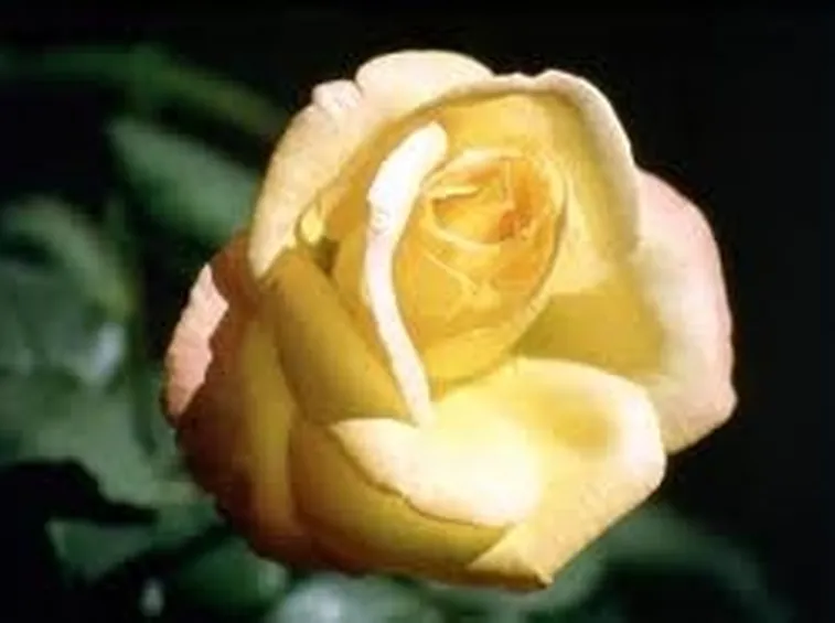 invio fiori per amore-1