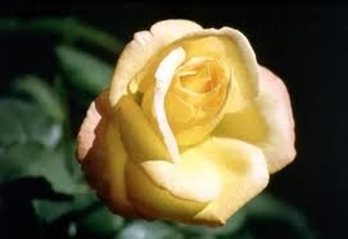invio fiori per amore-1