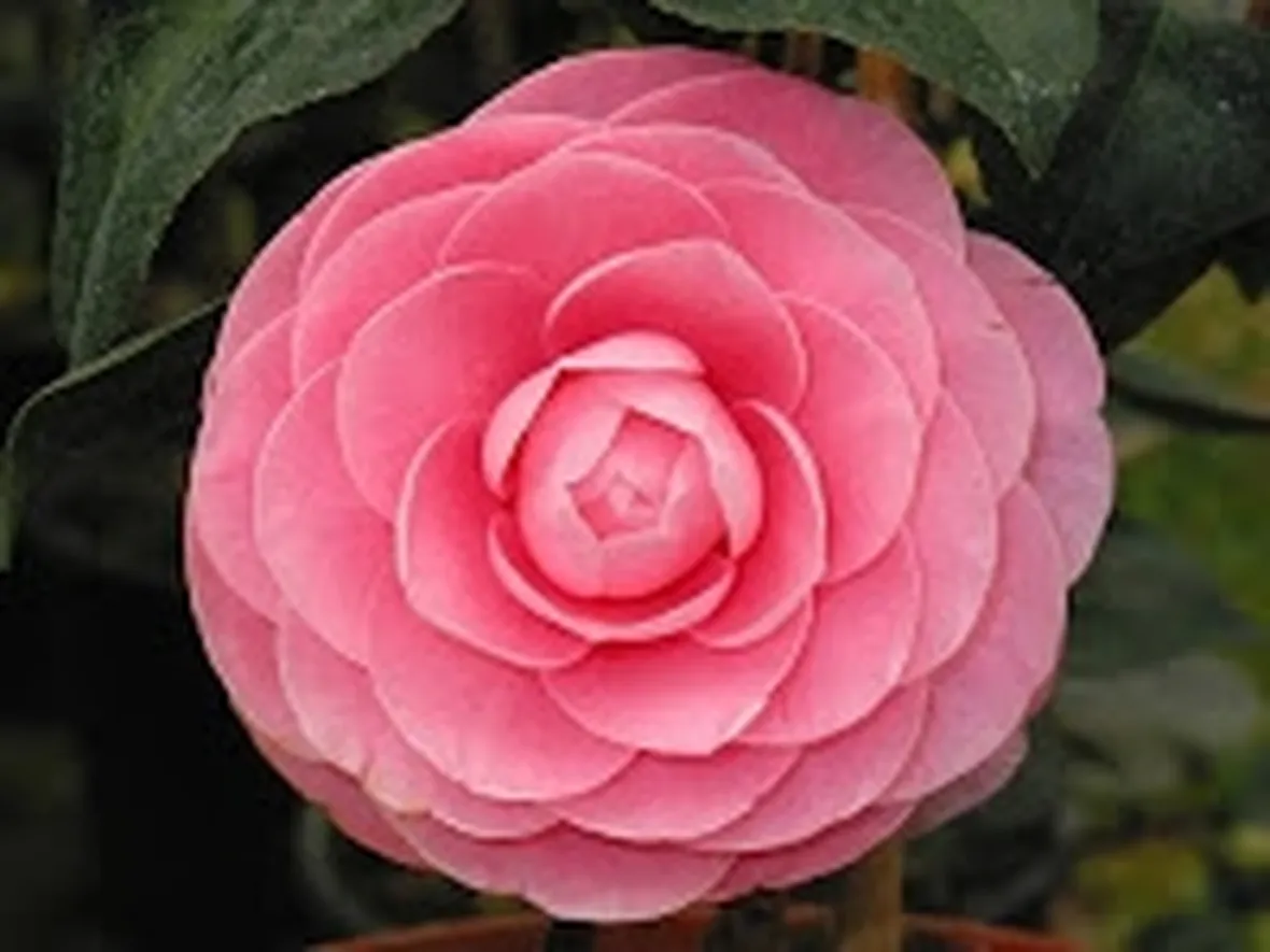 invio fiori per amore-3