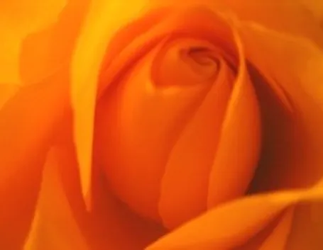 invio fiori per amore-5