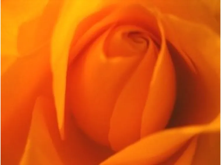 invio fiori per amore-5