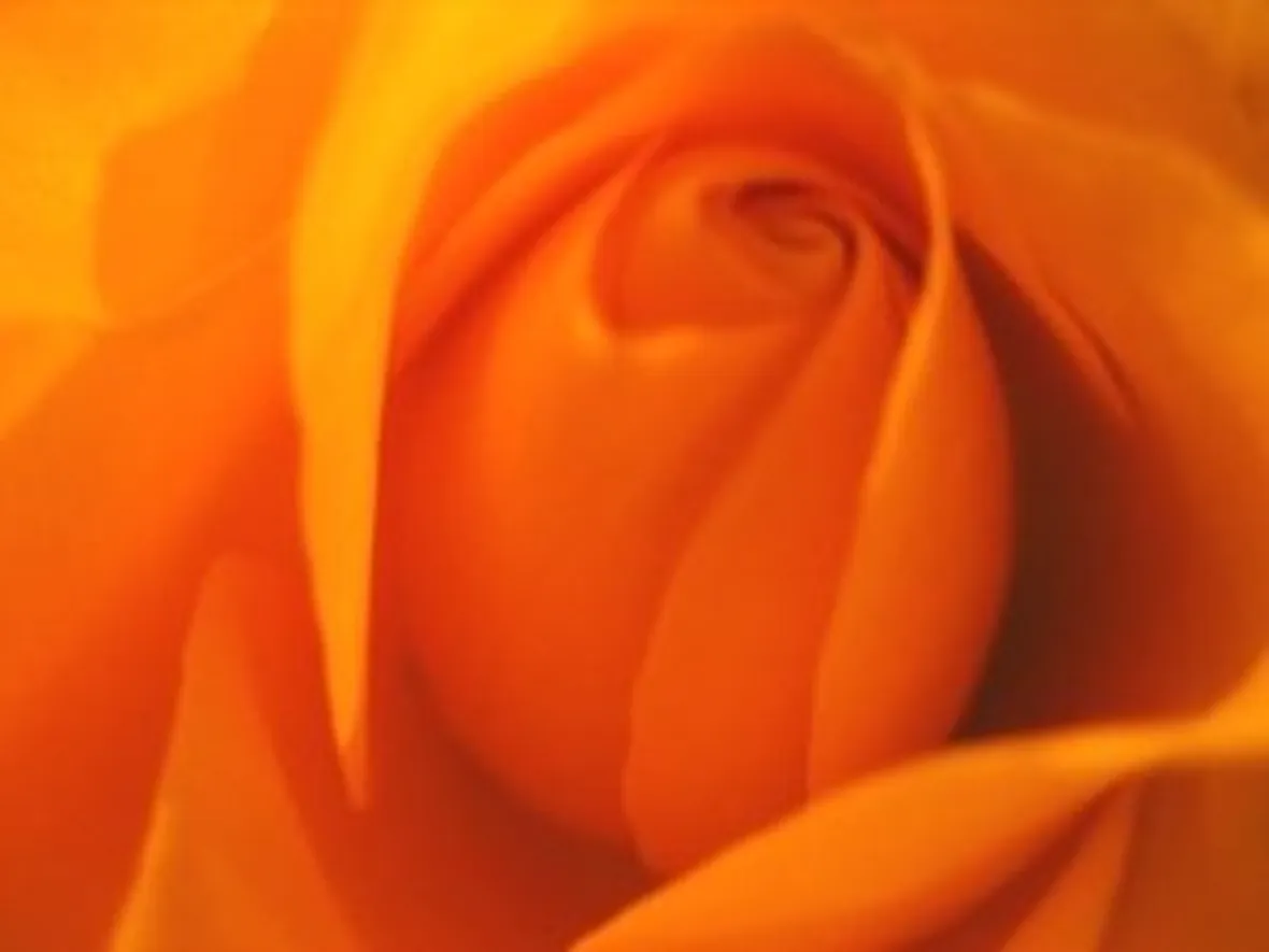 invio fiori per amore-5