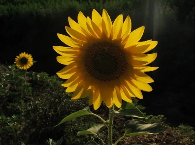 invio fiori per anniversari-3