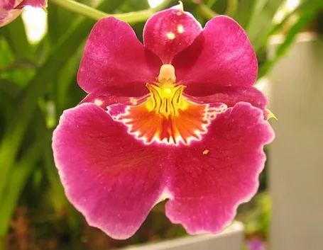 invio fiori per anniversari-6
